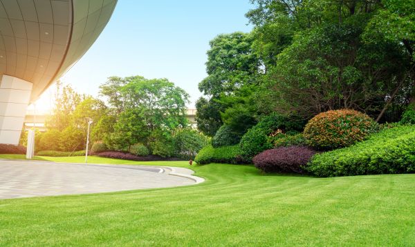 Commercial Shrub Trimming in Lewes