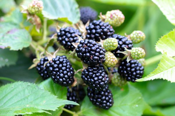 Blackberry Bush Removal in Lewes
