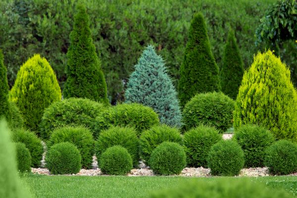 Cost of Bush Shaping Service in Lewes