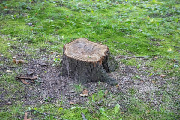 Bush Stump Removal in Lewes