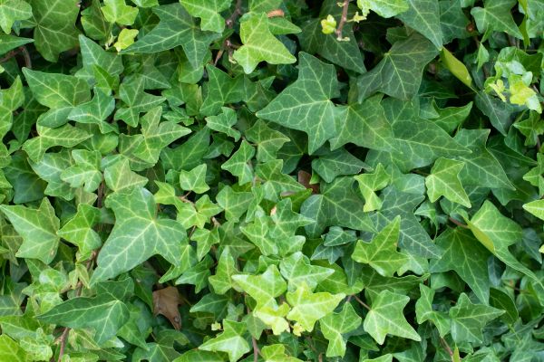 Cost of English Ivy Removal in Lewes