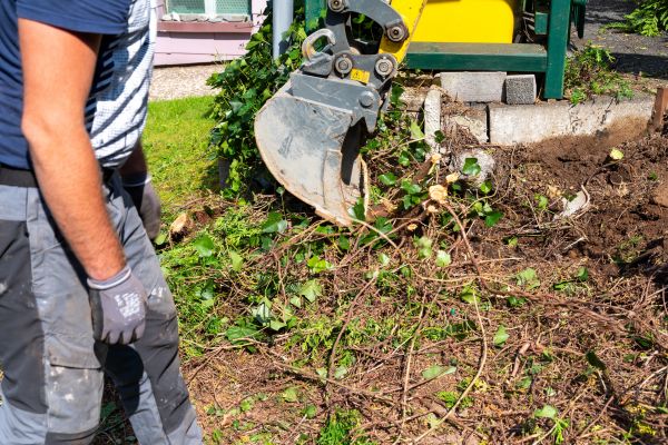Hedge Removal Service in Lewes