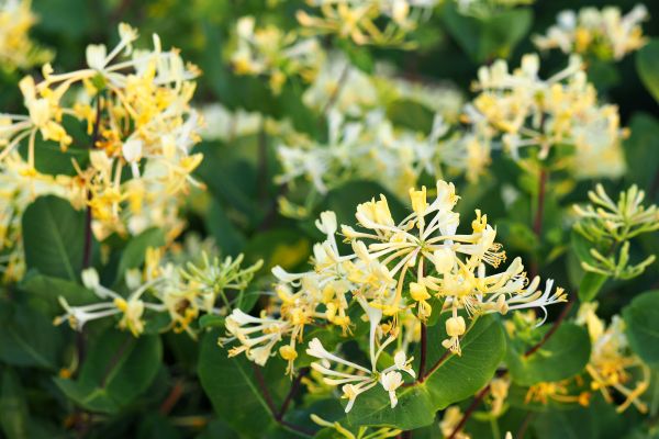 Cost of Honeysuckle Removal in Lewes
