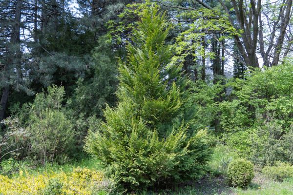 Cost of Juniper Pruning in Lewes