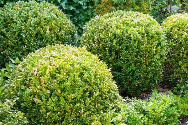 Landscape Trimming Service in Lewes