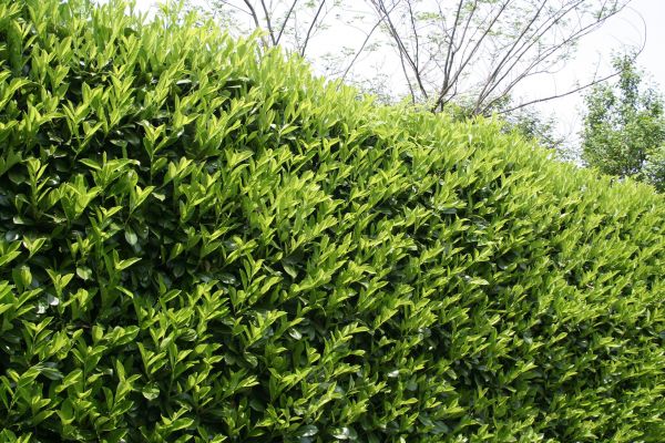 Laurel Removal in Lewes