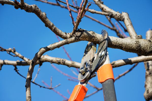 Pruning Service in Lewes