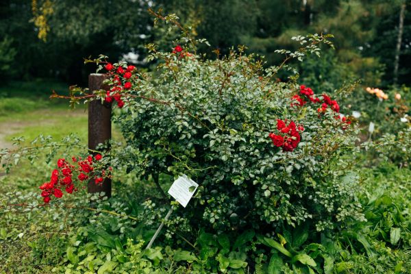 Rose Bush Removal in Lewes