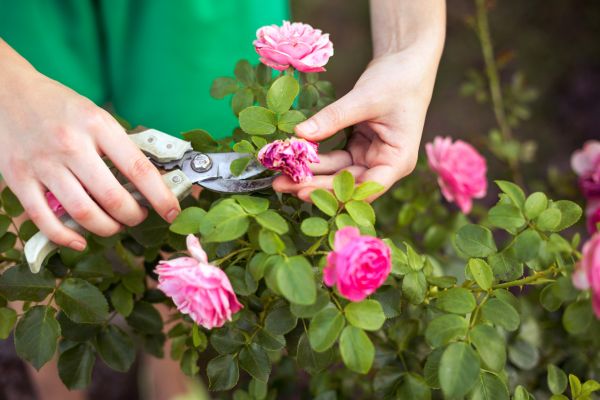 Cost of Rose Trimming in Lewes