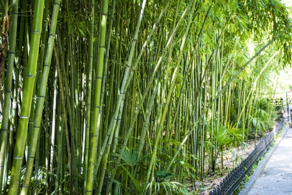 Bamboo Root Removal in Lewes