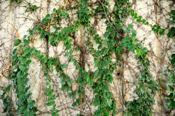 Vine Removal Service in Lewes