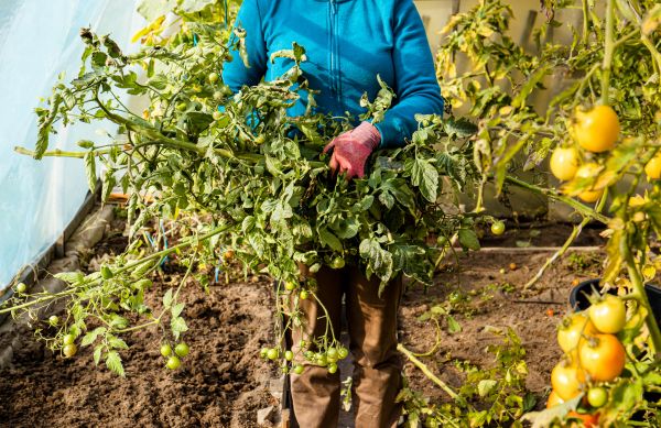 Cost of Garden Plant Removal in Lewes