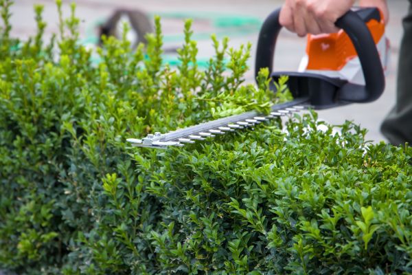 Hedge Shearing in Lewes