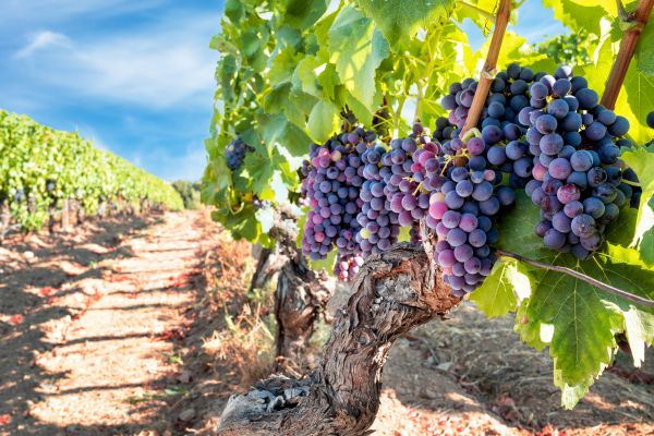 Cost of Grapevine Pruning in Lewes