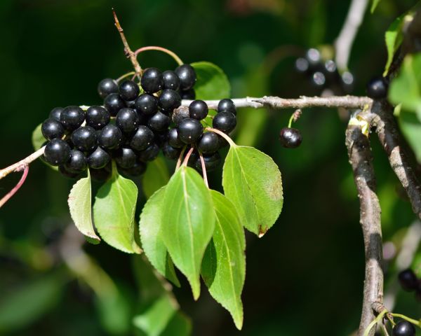 Cost of Buckthorn Removal in Lewes