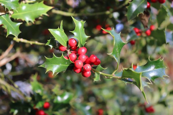 Cost of Holly Tree Trimming in Lewes