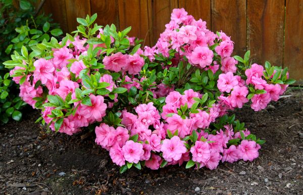 Cost of Azaleas Removal in Lewes