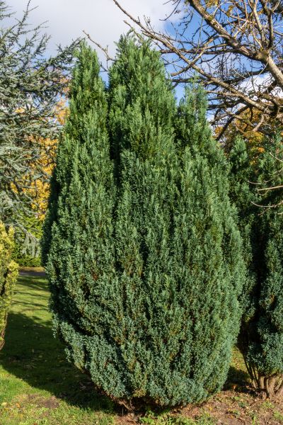 Cost of Juniper Trimming in Lewes
