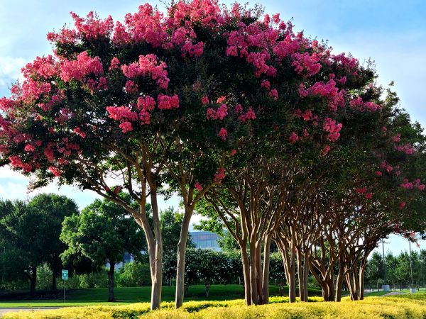 Cost of Crepe Myrtle Pruning in Lewes