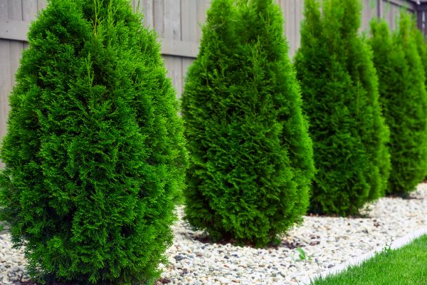 Cost of Arborvitae Pruning in Lewes
