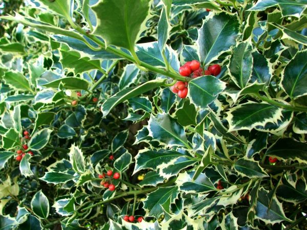 Cost of Holly Bushes Trimming in Lewes
