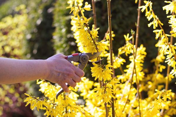 Forsythia Pruning in Lewes