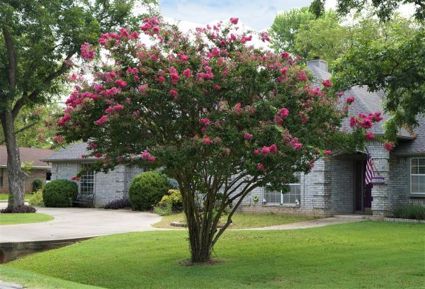Crepe Myrtle Trimming in Lewes