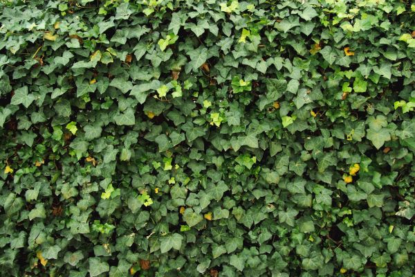 Cost of Ivy Pruning service in Lewes