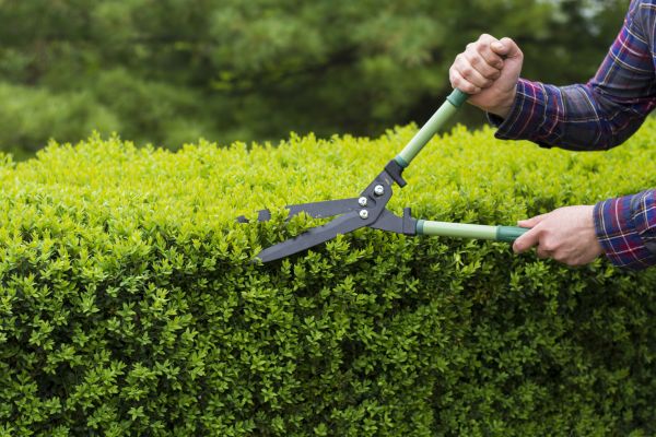 Cost of Evergreen Shrub Pruning in Lewes