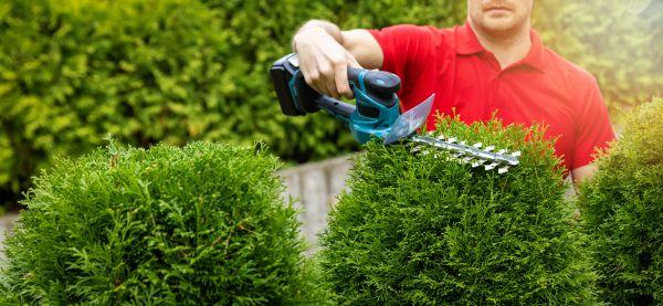 Cost of Hedge Shaping Service in Lewes