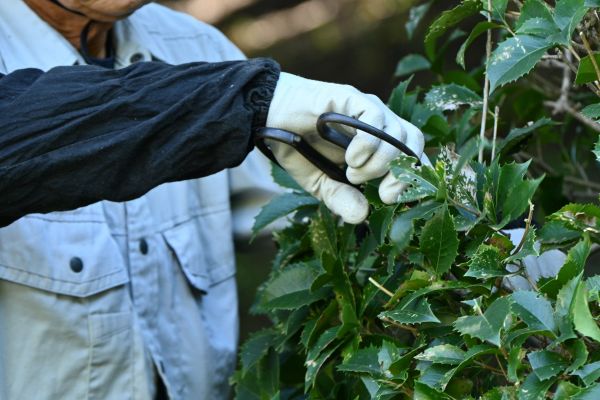 Holly Pruning in Lewes
