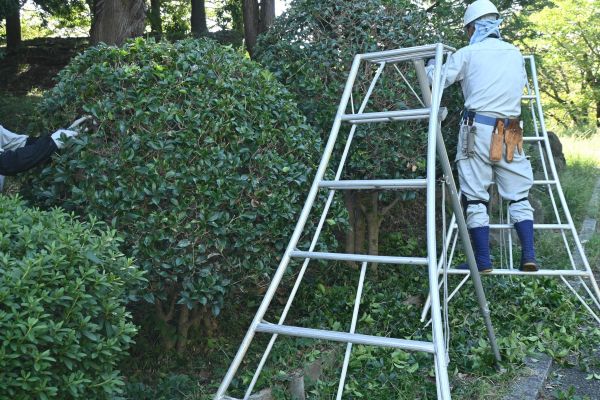 Cost of Holly Shaping in Lewes