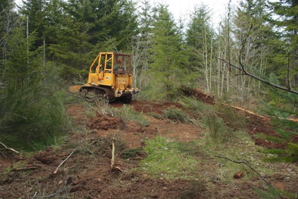 Cost of Shrubbery Clearing in Lewes