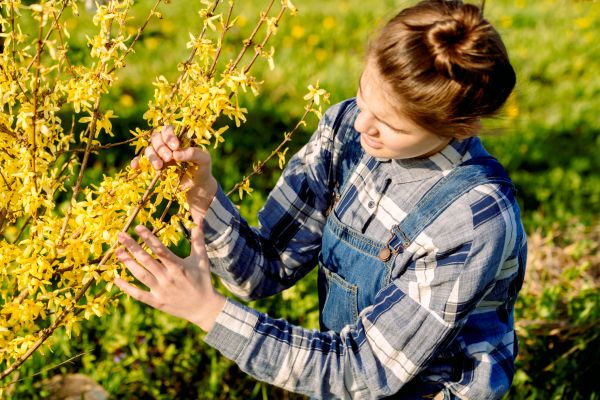 Cost of Forsythia Trimming in Lewes