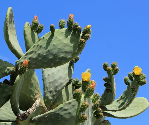 Cost of Cactus Removal in Lewes