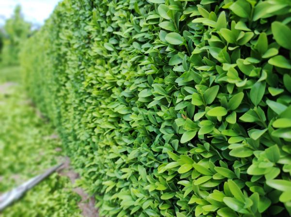 Cost of Boxwood Pruning in Lewes