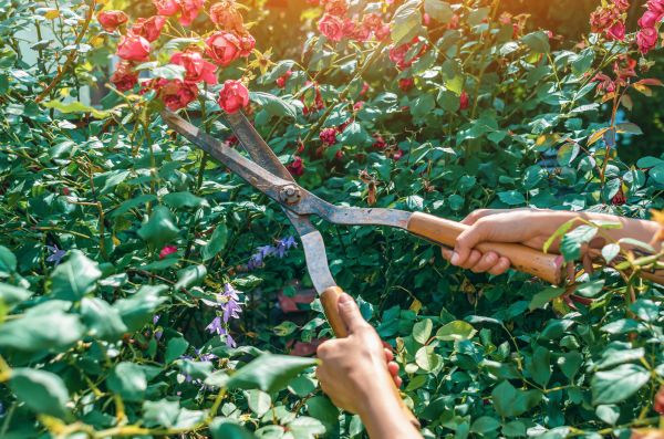 Knockout Roses Pruning in Lewes