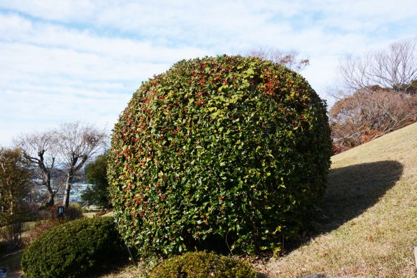 Cost of Holly Shrub Pruning in Lewes