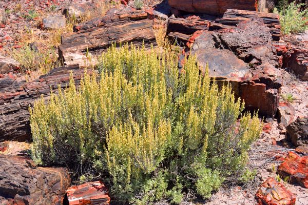 Sagebrush Removal in Lewes