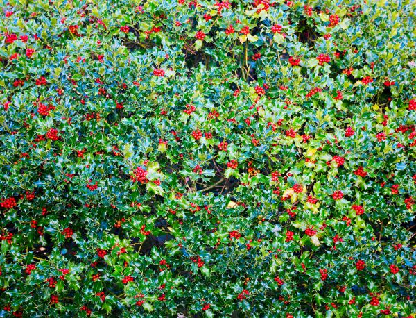 Holly Bush Removal in Lewes