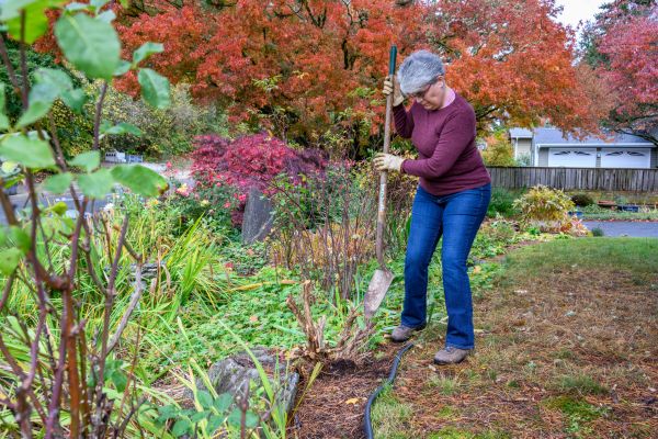 Dead Bush Removal in Lewes