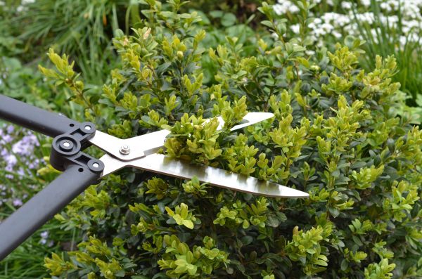Cost of Boxwood Trimming in Lewes