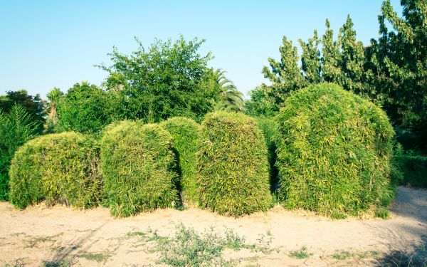 Cost of Bamboo Hedge Removal in Lewes
