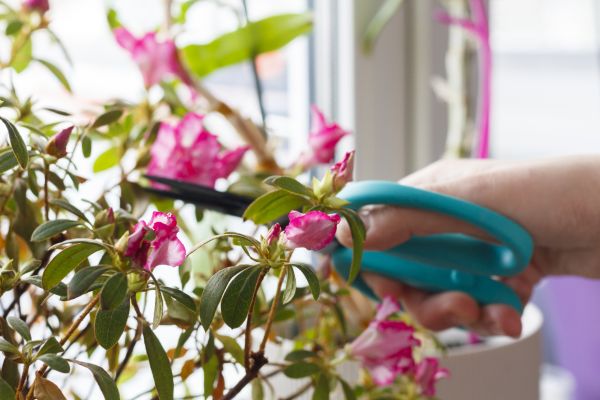 Azalea Pruning in Lewes