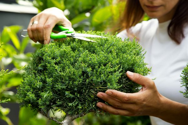 Cost of Juniper Shrub Pruning in Lewes