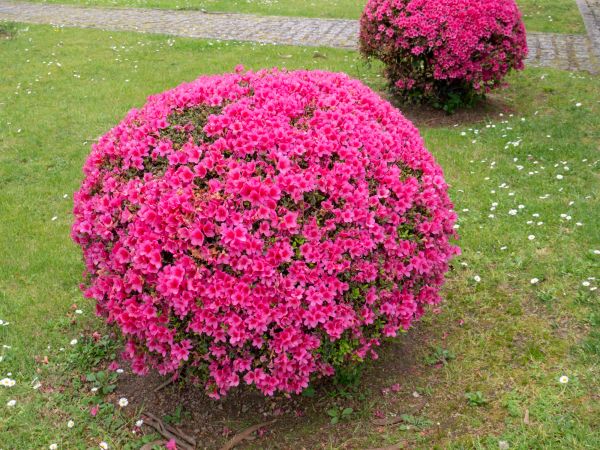 Cost of Rhododendron Pruning in Lewes