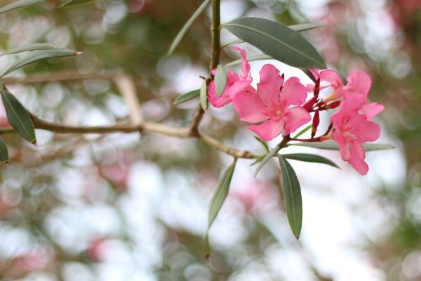 Oleander Removal in Lewes
