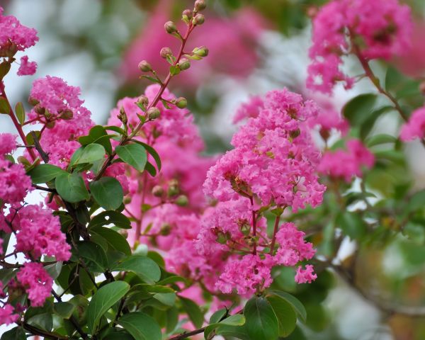 Crepe Myrtle Removal in Lewes