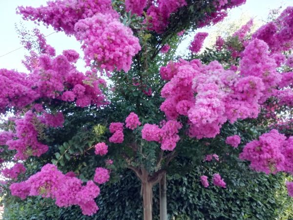 Cost of Crape Myrtle Pruning in Lewes