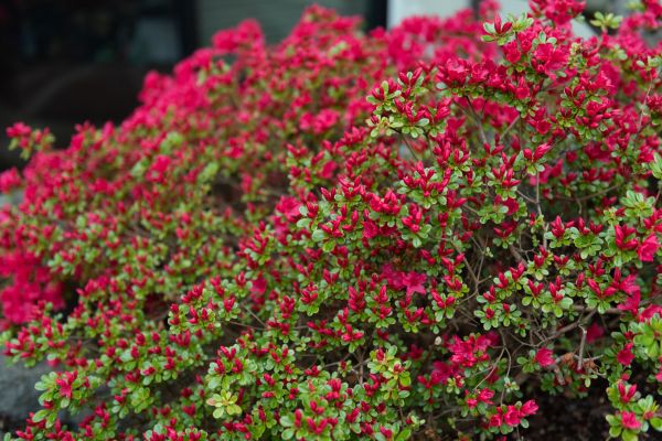 Cost of Weigela Removal Service in Lewes